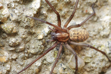 Detail of the big Spider on the Wall