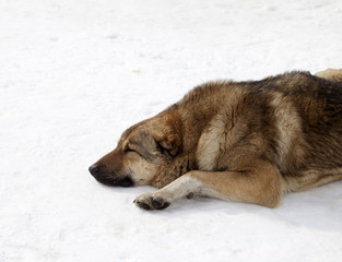 Dog sleeping on snow