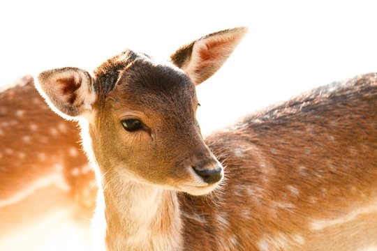 roe deer