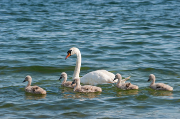 mother swan swimming with baby chicks