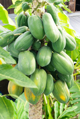 Papaya on the papaya tree