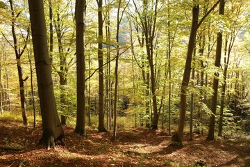 Autumnal forest backlit by the morning sun