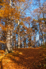 Fototapeta premium SONY DSC