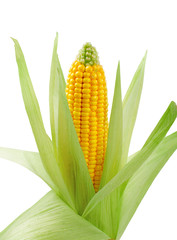 fresh raw corn on white background. isolated