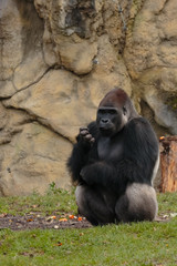 sitzender Menschenaffe "Gorilla gorilla"