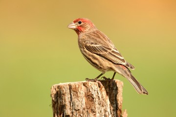 Male House Finch (Carpodacus mexicanus)
