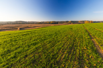 Fototapeta na wymiar green field landscape