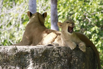 Lion roaring - Family