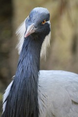 Grey Crane - Bird
