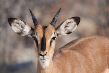 Impala portrait