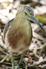 Yellow bittern - Asian bird