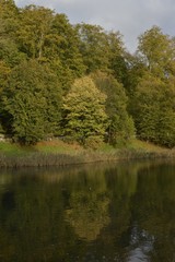 Fototapeta na wymiar L'arbre dorée dans l'étang en automne