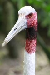 Sarus Indian Crane