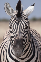 Fototapeta na wymiar zebra portrait