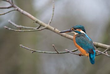 Eisvogel