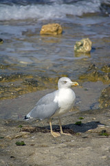 sea gull