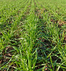 Green wheat.