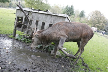 Hirsch in der Brunft