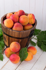 Fresh apricots