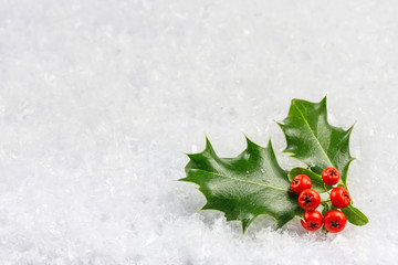 Christmas and New Year card with holly leaves and berries