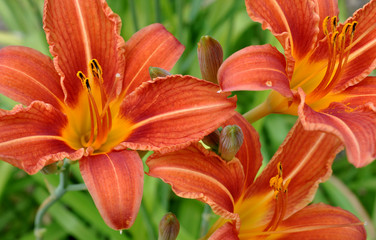 Detailed view of a blooming lily