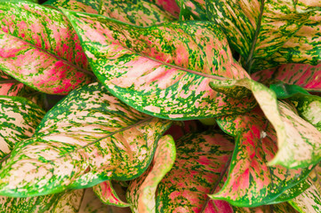 Aglaonema Plant