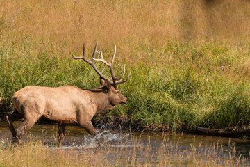 Naklejka na ściany i meble Bull Elk Crossing Stream