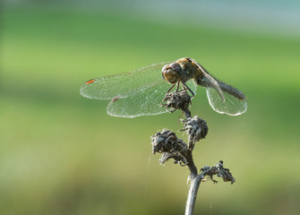 Libellule © Marylène