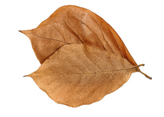 Brown Magnolia leaves