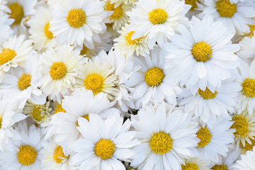 Chrysanthemum flowers close-up