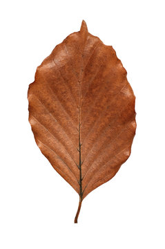 Brown beech leaf