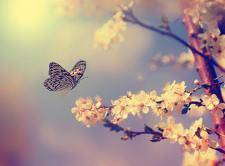 Papillon et fleur de cerisier
