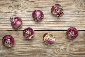 hyacinth bulbs abstract