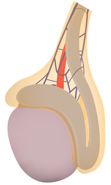 Testicle