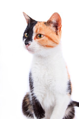 Calico Cat