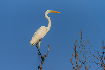 great white egret