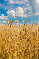 A wheat field, fresh crop of wheat