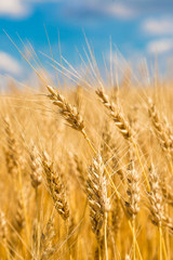 A wheat field, fresh crop of wheat
