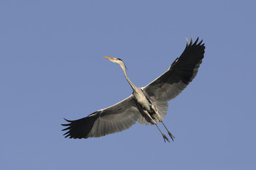 Grey heron