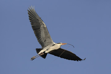 Grey heron