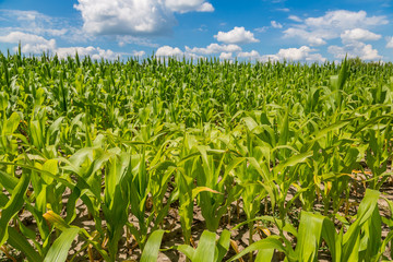 Fototapeta premium Green corn field
