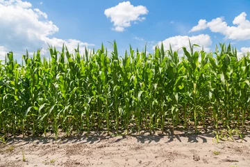 Foto op Plexiglas Green corn field © Sergii Figurnyi