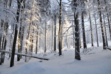 Beautiful forest in snow on sunny day