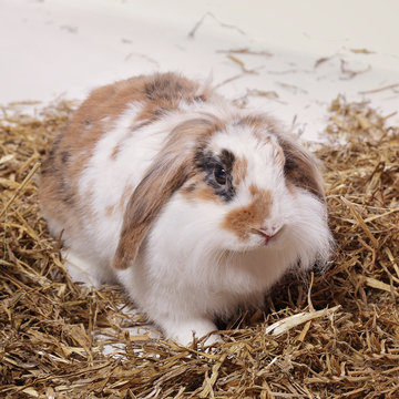 lapin b&eacute;lier nain dans paille