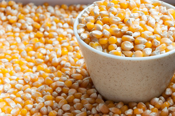 Bulk of corn grains