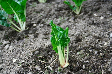 plantation de poirée au potager