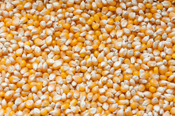 Bulk of corn grains