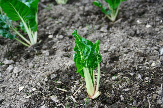 plantation de poir&eacute;e au potager