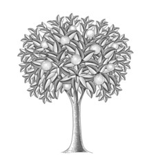 Fruit tree in engraving style