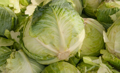 Fototapeta premium Fresh Cabbage